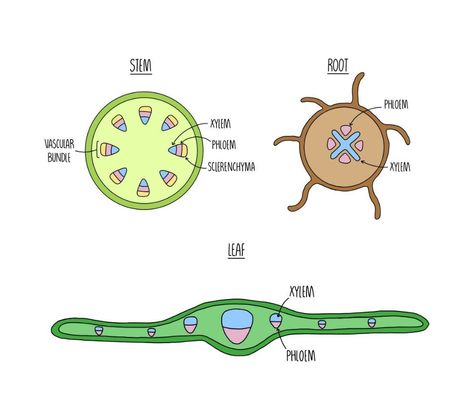 Xylem and Phloem (A Level) — the science hive Typical Plant Cell, Xylem And Phloem, Study Biology, Primary Science, Biology Lessons, Biology Notes, Plant Cell, Cell Wall, Plant Fibres