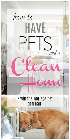 Dog Hair Cleaning, Cleaning Pet Hair, Dog Cleaning, Pet Cleaning, Pet Hair Removal, Love Your Pet, Pet Care Tips, Clean Home, House Cleaning Tips