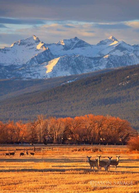 Como Peaks Montana Landscape, Montana Vacation, Montana Mountains, Big Sky Montana, Into The West, Big Sky Country, Autumn Scenery, National Parks Trip, Mountain Scene