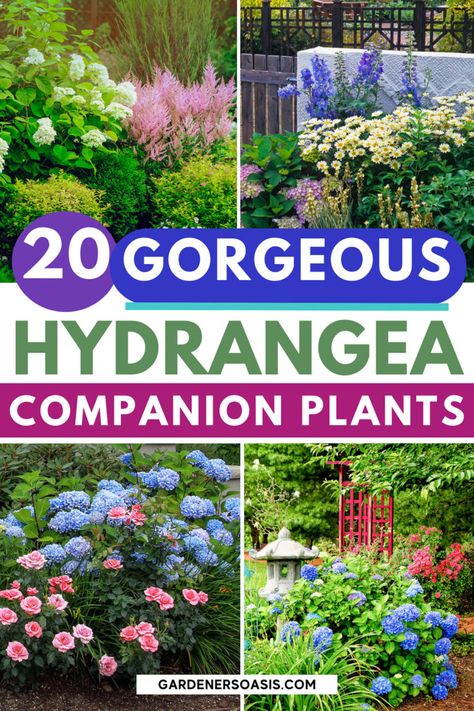 Create a beautiful garden with Hydrangeas with our list of the best sun-loving Hydrangea companion plants, including full sun plants and shrubs to grow with Hydrangeas. Hydragenas Garden Ideas, Sun Hydrangea, Full Sun Hydrangea, Hydrangea Companion Plants, Limelight Hydrangea Companion Plants, Oakleaf Hydrangea Companion Plants, Endless Summer Hydrangea Landscaping, Large Hydrangea, Hydrangea Landscaping