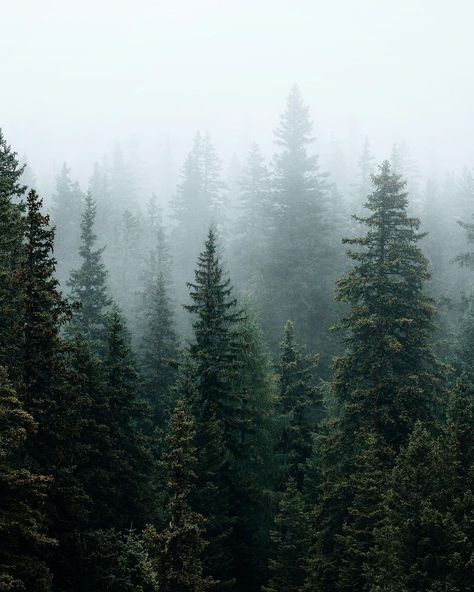 Evergreen Aesthetic, Pine Tree Landscape, Work Bathroom, Dark Naturalism, Dash Board, Evergreen Forest, Forest Photos, Foggy Forest, Forest Illustration