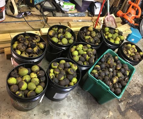 Harvesting and Processing Black Walnuts Blue Bowl, Honey Jar, White Bowls, Black Walnuts, Black Walnut, Kid Stuff, You Really, Walnut, Meat