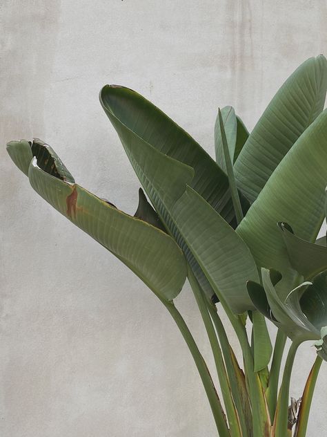 aesthetics photo , green banana leaves on a white wall . Banana Tree Plant, Banana Tree Aesthetic, Banana Leaf Tree, Banana Palm, Banana Plants, Green Banana, Banana Tree, Banana Leaves, Indian Aesthetic