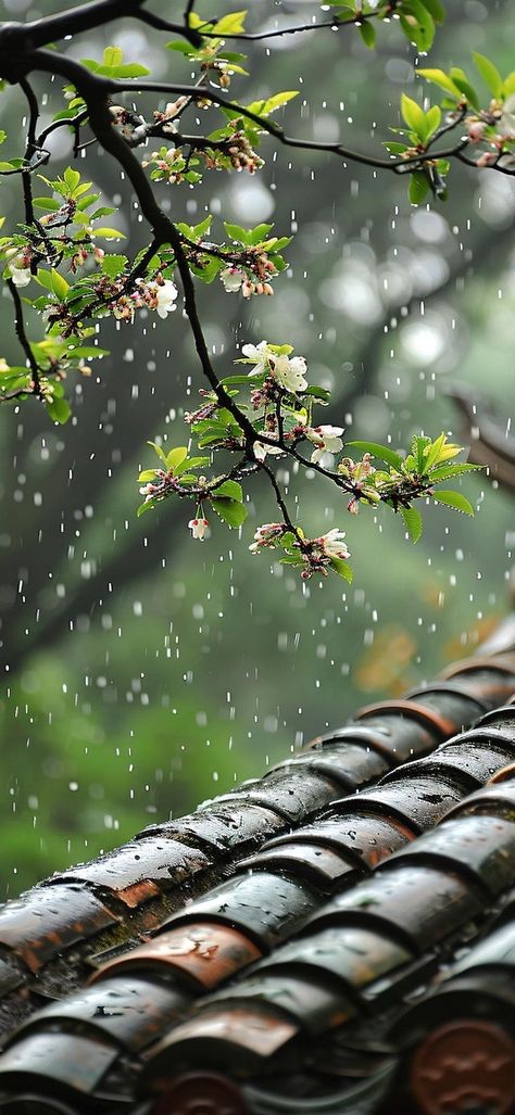 Rainy Day Wallpaper, Rainy Wallpaper, Cozy Rainy Day, Day Wallpaper, Iphone Wallpaper Classy, Cool Pictures For Wallpaper, Hd Nature Wallpapers, Iphone Wallpaper Hd Nature, Iphone Background Images