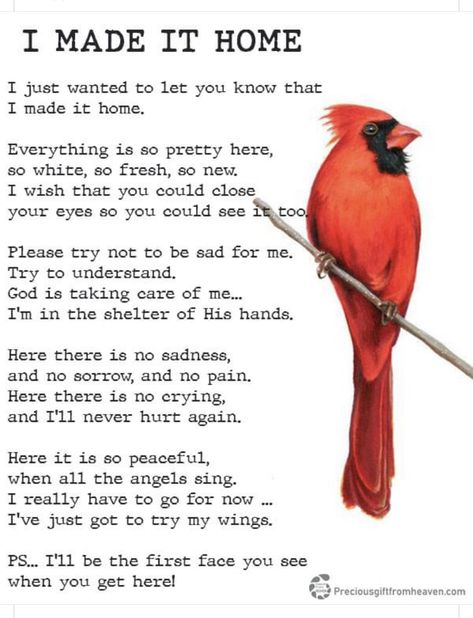 Thinking Of You Quotes, Cardinal Bird, Words Of Comfort, All The Feels, Bird Lover, Take Care Of Me, Close Your Eyes, Relatable Quotes, Bible Journaling