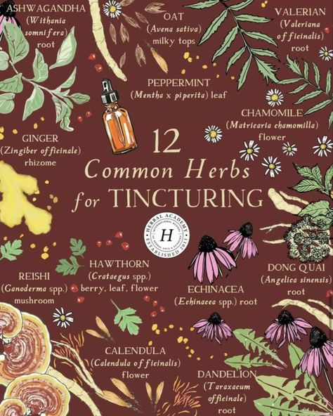 Tincture Recipes, Valeriana Officinalis, Herb Tinctures, Angelica Sinensis, Herbal Witch, Dong Quai, Withania Somnifera, Herbal Academy, Zingiber Officinale