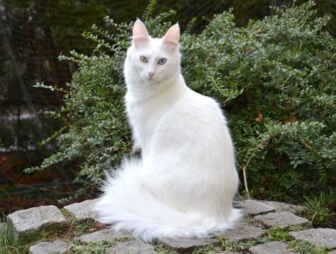 Turkish Angora Kitten, Albino Cat, Turkish Angora Cat, Angora Cats, Turkish Angora, Cat Biting, Animal Home, Cat Reference, Cute Cat Breeds