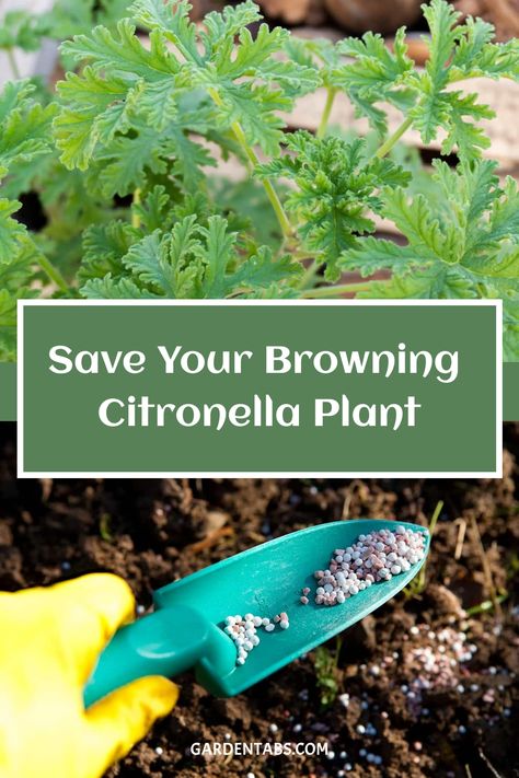 Discover effective tips to revive a struggling citronella plant. Learn how to identify common issues like browning and wilting, and how to provide proper care to bring it back to health. Enhance your gardening skills with our expert advice and help your plant thrive again! Citronella Plant, Geranium Plant, Succulent Gardens, Mountain Laurel, Plant Guide, Bring It Back, Flowering Shrubs, Edible Plants, Mosquito Repellent