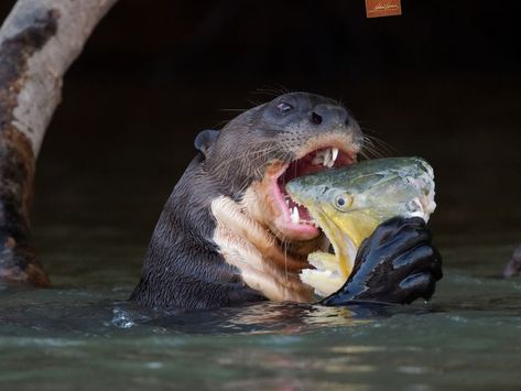 Here's looking at you. Or something to that effect. This Giant Otter is on the last remains of a fish he caught and is in the process of devouring. These animals are all business when it comes to catching their prey. Not only do they seem to catch at will but they shred it like a wood chipper, often holding corn dog fashion and buzzing through the bones and cartridge like it was butter. Life on the river is not all fun and games. Olympus OM-1 & 150-400mm lens at 1000mm ISO 2500, f/5.6, 1/400s Otter Eating, Giant Otter, Giant River Otter, Corn Dog, Wood Chipper, River Otter, Dog Fashion, Fun And Games, Creature Design