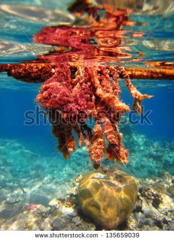 Red Algae Bloom | bloom poisonous algae in the Red Sea, dangerous for humans - stock ... Algae Bloom, Red Slime, Marine Algae, Sea Plants, Tesla Coil, Red Algae, Green Algae, Clean Vegan, Sky Design