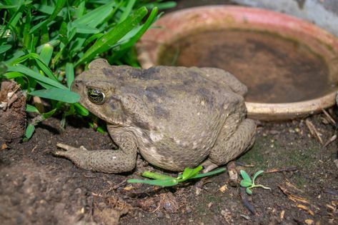 Toad Habitat, Toad House, Mosquito Larvae, Frog House, Habitat Garden, Garden Frogs, Short Plants, Attracting Beneficial Insects, Garden Insects