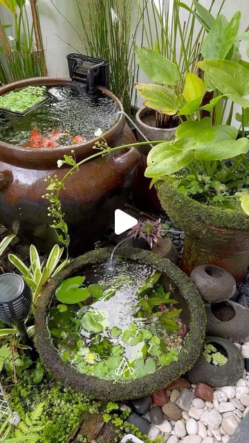 Outdoor Fish Ponds, Algae Bloom, Indoor Pond, Water Collection System, Mini Pond, Betta Fish Tank, Water Collection, Rain Water Collection, Fish Ponds