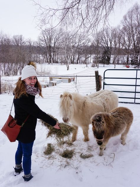 Cold Places, Rochester Minnesota, Rochester Mn, Minnesota Winter, Alpaca Farm, Pop Up Market, Bucket List Places, Miniature Horse, Donut Shop