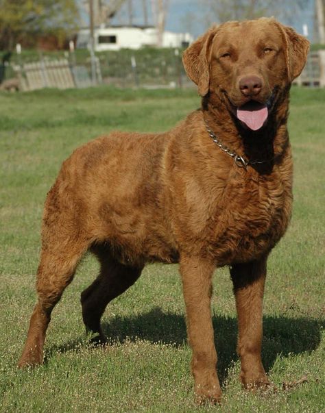 Chesapeake Bay Retriever Puppy, Dog Pond, Disabled Dog, Large Breed Dogs, Dog Drawings, Chesapeake Bay Retriever, Grass Valley, Space Cowboy, Purebred Dogs