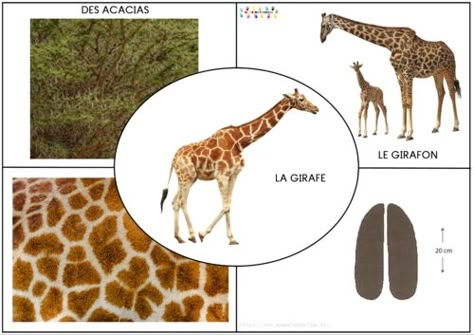 Afrique : les animaux de la savane – MC en maternelle Animal Lessons, Kindergarten Crafts, Animal Crafts, Illustrations And Posters, Safari Animals, Kenya, Montessori, Activities For Kids, Education