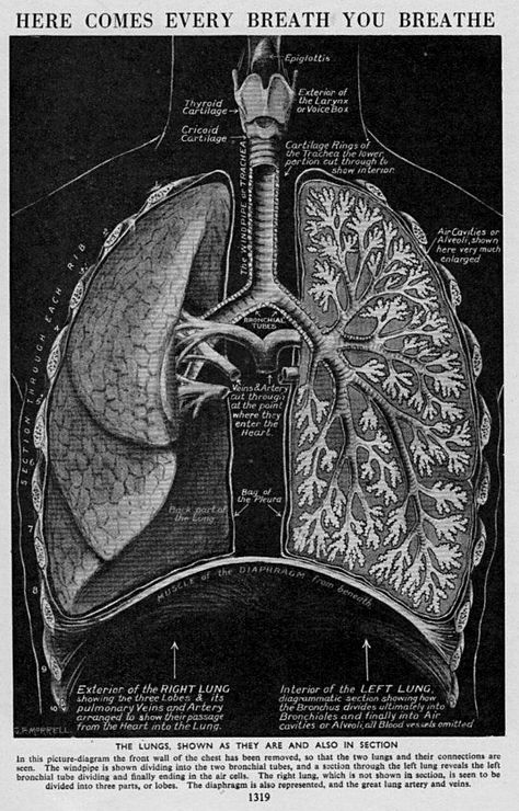 Lungs Drawing, Lung Anatomy, Anatomy Medical, Art Anatomy, Human Body Anatomy, Human Anatomy Art, Vintage Medical, Medical Art, Body Anatomy