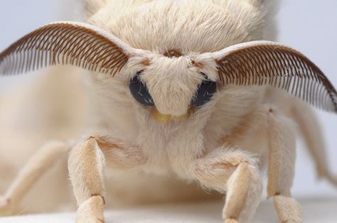 Silkworm Moth, Colorful Moths, Cute Moth, Moth Art, Arthropods, Bugs And Insects, Artist At Work, Bugs, Animal Photography