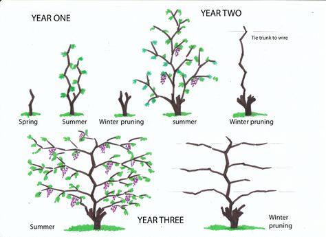 Grape Vine Pruning, Grapes Growing, Grape Vine Trellis, Grape Trellis, Grape Plant, Vine Trellis, Garden Vines, Growing Grapes, Growing Tips