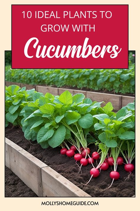 Discover the ultimate guide to companion planting cucumbers with these top 5 best companion plants for cucumbers. Planting cucumbers alongside companions like marigolds, radishes, and dill can provide benefits such as pest control, enhanced growth, and improved flavor. Experiment with cucumber companion planting to create a thriving and harmonious garden ecosystem. Learn more about what to plant with cucumbers and how different plants can complement each other's growth. Companion Planting Cucumbers, What To Plant With Cucumbers, Cucumber Companion Planting, Companion Plants For Cucumbers, Planting Cucumbers, Cucumber Companion Plants, Garden Ecosystem, Zucchini Growing, How To Grow Cucumbers