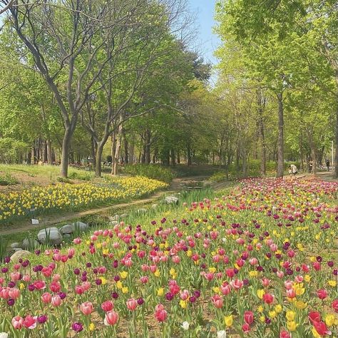 Korean Garden Aesthetic, Field Of Flowers Photography, Picnic Landscape, Picnic Field, Korean Landscape, Flower Field Aesthetic, Spring Flower Field, Spring Landscape Photography, Korean Garden