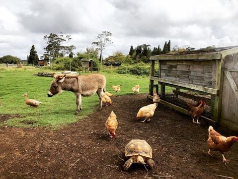 BIG LIST of Farm Tours on the island of Hawai'i (Coffee, Chocolate, +++) Farm Visit Outfit, Pineapple Farm, Big Island Travel, Big Farm, Farm Visit, Farm Sanctuary, Kona Coffee, Kona Hawaii, Coffee Farm