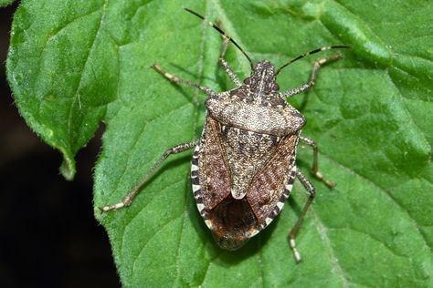 STINK bugs spotted in London and Surrey have sparked fears the insect that “smells like farts” is invading the UK and could devastate crops. The sightings of the tiny foul-smelling pest – renowned for its stench, tendency to invade homes and destroy harvests – have caused a stir amongst the agricultural sector. Although it is […] Stink Bug Spray, House Bugs, Stink Bug, Shield Bugs, Squash Bugs, Flea Beetles, Messy House, Stink Bugs, Plant Pests