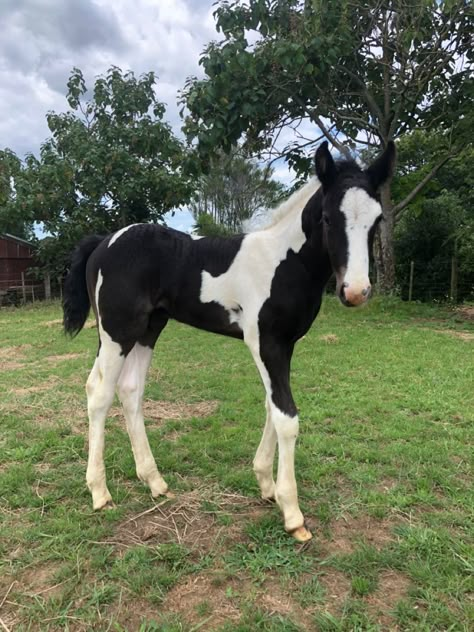 Cute Foals, Cute Horse Pictures, Horse Inspiration, Horse Aesthetic, Most Beautiful Horses, Baby Horses, Dressage Horses, Cute Horses, Like Animals