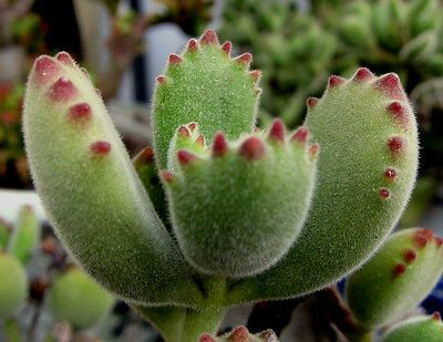 Bear Paw Cactus, Bear Paw Succulent, Plants Indoor Decoration, Zebra Plant, Bear Claw, Plant Delivery, Butterfly Bush, Bear Paw, Starter Plants