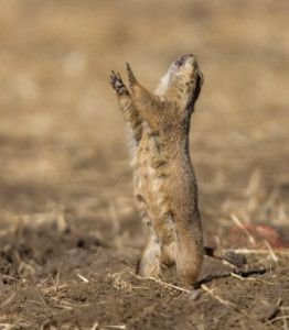 Prairie dog Interspecies Relationships, Prairie Dogs, North American Animals, Nature School, Kids Coloring Pages, American Animals, Prairie Dog, Word Search Puzzles, Dog Facts