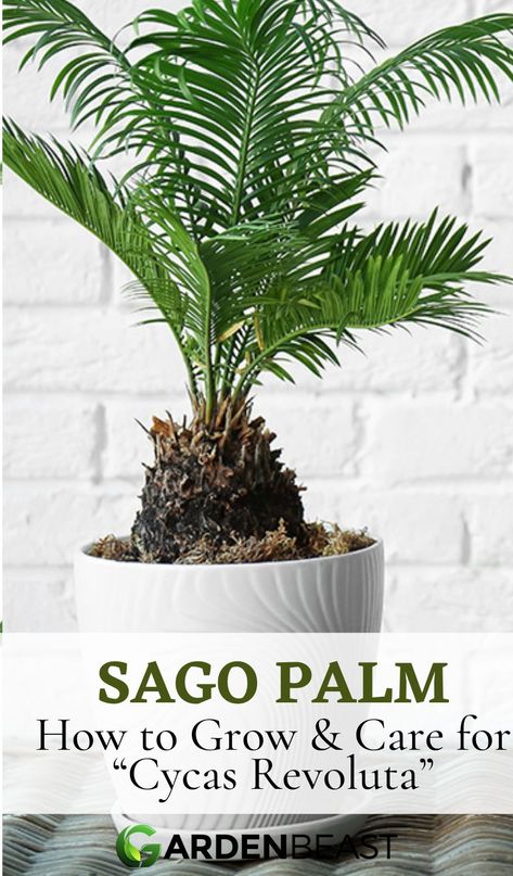 Indoor Palms Plants, Sago Palm In Pot, Sago Palm Landscaping, Sego Palm, Poolside Planters, Texas Shrubs, Palm Landscaping, Palm Plant Indoor, Sago Palm Care