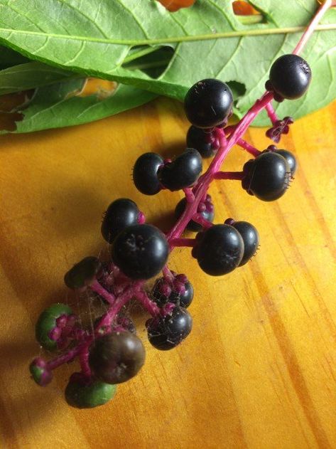 Fully ripe berries. Don't harvest plant. Poke Berries, Water Hemlock, Poke Salad, Benefits Of Berries, Herbal Medicine Recipes, Foraging Recipes, Edible Wild Plants, Berry Plants, Herbal Apothecary