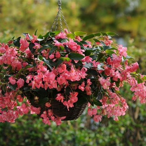 Dragon Wing® Pink Begonia Begonia Dragon, Pink Begonia, Tuberous Begonia, Dragon Wing, Edging Plants, Mediterranean Garden, Traditional Garden, Dragon Wings, Seed Starting