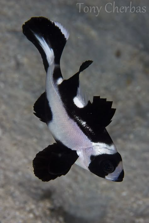 Juvenile Black Snapper / by Tony Cherbas Beautiful Fishes, Ikan Air Tawar, Biology Major, Life Under The Sea, Aquatic Ecosystem, Beneath The Sea, Salt Water Fish, Metal Fish, Beautiful Sea Creatures