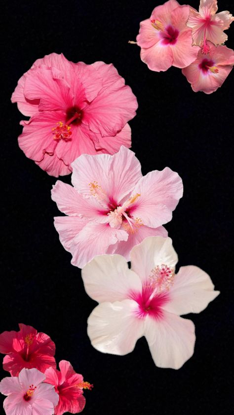 Great for summer wallpaper Hibiscus Background, Widget Icon, Black Aesthetic Wallpaper, Iphone Background Wallpaper, Summer Wallpaper, Everything Pink, Free Wallpaper, Wallpaper Iphone Cute, Aesthetic Iphone Wallpaper