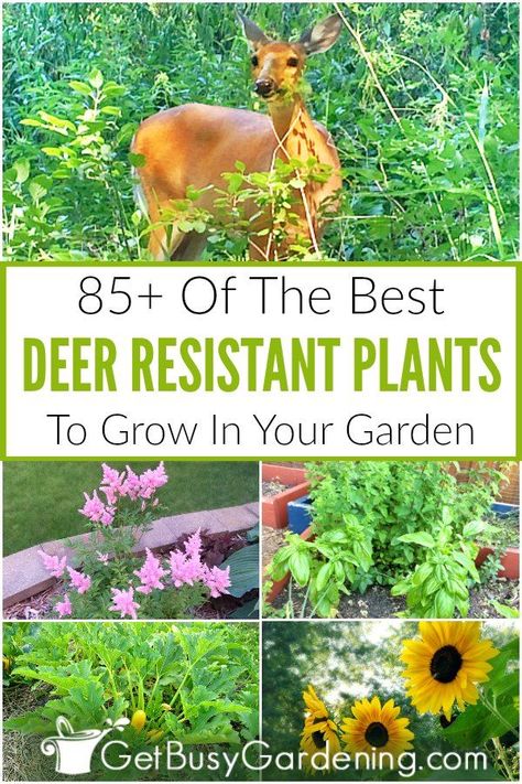 Deer Resistant Shade Plants, Deer Resistant Landscaping, Deer Resistant Annuals, Deer Proof Plants, Deer Resistant Flowers, Deer Resistant Garden, Deer Repellant, Deer Resistant Perennials, Deer Resistant Plants