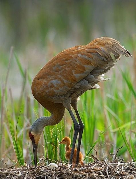 Sandhill Crane & Colt Michigan Nature, Sandhill Cranes, Sandhill Crane, Canvas Photography, Herons, Michigan Usa, Bird Watcher, Big Bird, Bird Pictures