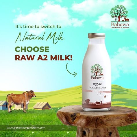 STOP DRINKING THE WRONG MILK! CHOOSE RIGHT - SWITCH TO BAHAWA'S RAW A2 MILK !! Bahawa is the most preferred brand of A2 milk in Mumbai among mothers with kids and their families. We offer not just A2 but raw A2 milk-The Healthiest & Safest A2 Milk for your kids after mother's milk. Milk Branding, Milk Poster, Milk Package, Milk Advertising, Flexible Stone Veneer, Gir Cow, Desi Cow, A2 Milk, Mother's Milk