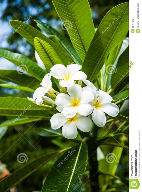 Plumeria Obtusa, White Plumeria Flowers, Chocoflan Recipe, Plumeria Tree, White Plumeria, Bujo Art, Balinese Garden, Rose Crafts, Plumeria Flowers