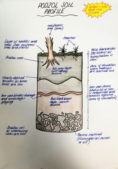 Podzol Soil Profile #SQA #highers #exams #diagram #revise #geography #podzol #soil #profile #coniverous #pine #horizons Soil Profile Diagram, Soil Profile, Colourful Notes, Colorful Notes, Revision Notes, Notes Ideas, Beautiful Handwriting, Pretty Notes, School Project