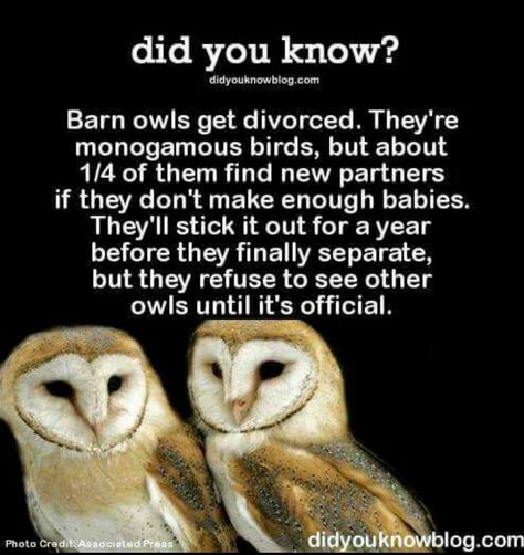 Owl Facts, Ignorant People, Barn Owls, Random Facts, Animal Facts, True Facts, Barn Owl, The More You Know, Cool Pets