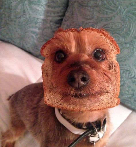 Dog who is also a loaf of whole wheat bread. - 35 Dogs That Will Make Your Day Instantly Better Cairn Terriers, Dog Shaming, Love My Dog, Jokes Funny, Sleeve Tattoo, Bones Funny, I Love Dogs, Funny Cute, Yorkie