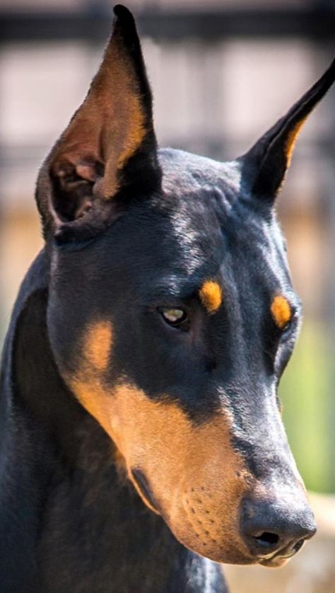 Lovely head and expression. American Doberman, Dog Anatomy, Big Dog Breeds, Doberman Pinscher Dog, Doberman Dogs, Pretty Dogs, Doberman Pinscher, Doberman, Big Dogs