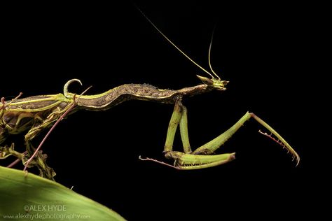 Dragon Mantis (Toxodera beieri) | Alex Hyde Cool Insects, Amazing Animal Pictures, Cool Bugs, Close Up Photo, Interesting Animals, Beautiful Bugs, Praying Mantis, Creepy Crawlies, Arthropods