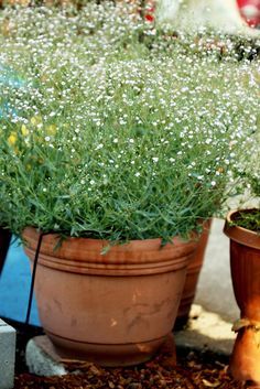 How to Grow Baby's Breath Gypsophila Garden Ideas, Baby's Breath Garden, How To Grow Baby Breath Flower, Gypsophila Garden, Growing Gypsophila, Gypsophila Plant, Wedding Garden Ideas, Plants Growing, Babies Breath