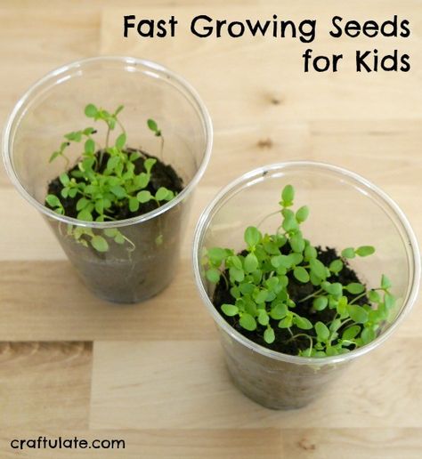 Fast Growing Seeds for Kids - these ideas help prevent kids losing interest while waiting for seeds to grow! Planting In Classroom, Planting Seeds With Preschoolers, Planting Projects For Preschool, Kids Seed Planting Activity, Growing Plants In Classroom, Kids Planting Seeds, Planting Seeds In The Classroom, Classroom Planting Seeds, Grade 3 Plants Unit