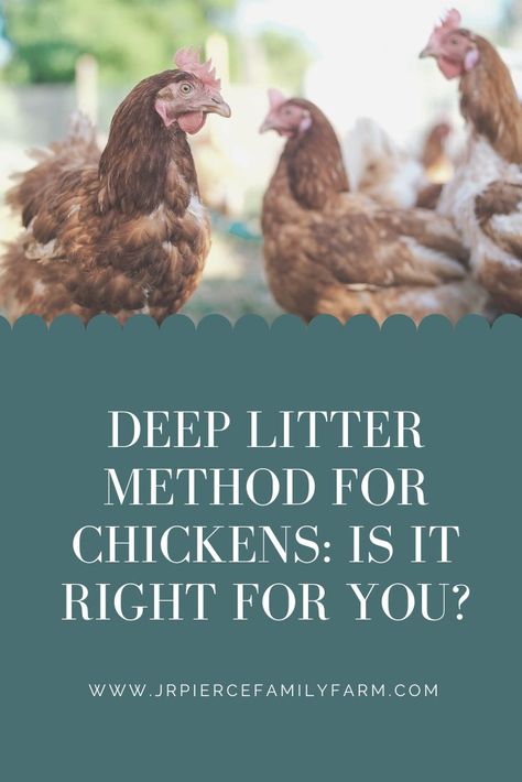 When it comes to raising chickens, the deep litter method of bedding is a smart way to bed the coop that will save time, money, and energy. #deeplitterforchickens #raisingchickens #chickentips #backyardchickens #chickenfarming #jrpiercefamilyfarm Heat Tolerant Chicken Breeds, Deep Litter Method, Molting Chickens, Raising Pigs, Raising Farm Animals, Pineapple Sage, Raising Backyard Chickens, Farm Projects, Herb Chicken