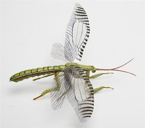 Art illustration - Prehistoric Insects - Clatrotitan andersoni: was a large insect distantly related to dragonflies. The fossil wings of Clatrotitan, found near Sydney, tell us something quite unusual – this insect was noisy. The wing had a ‘stridulating’ structure dedicated to making noise. By rubbing the wings against each other, a deep, resonating call was made, similar to modern cicada calls. Prehistoric Insects, Prehistoric Animals Dinosaurs, Insect Wings, First Peoples, Life On Earth, Aquatic Animals, Prehistoric Animals, Zoology, Melbourne Australia