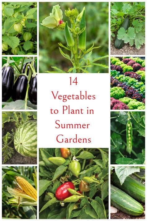 Easy Garden Vegetables To Grow, What To Plant In Summer Vegetable Garden, Summer Vegetables To Grow, Best Time To Plant Vegetables, Vegetables To Plant In Spring, Best Veggies To Grow In Florida, Florida Vegetable Planting Guide, Summer Garden Vegetables, Vegetable Garden Map