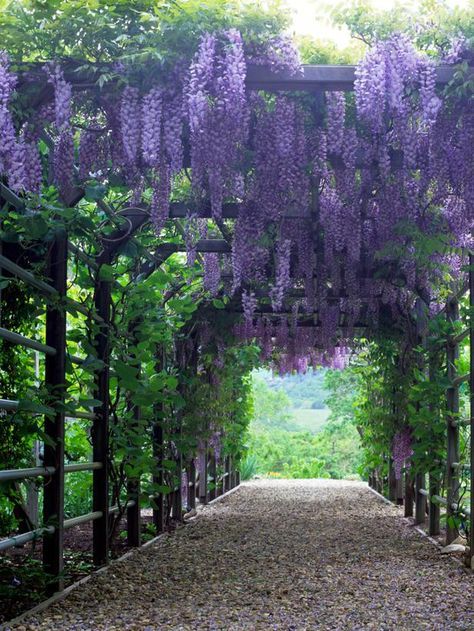 15 Climbing Vines for Lattice, Trellis or Pergola : Outdoors : Home & Garden Television Wisteria Arbor, Pergola Pictures, Flowers Hanging, Garden Vines, Desain Lanskap, Backyard Pergola, Have Inspiration, Pergola Plans, Pergola Patio