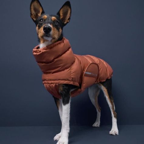 Dog Travel Bed, Pet Coats, Cute Dog Clothes, Dog Business, Dog Winter Coat, Dog Coat, Dogs Pooping, Dog Wear, Dog Jacket